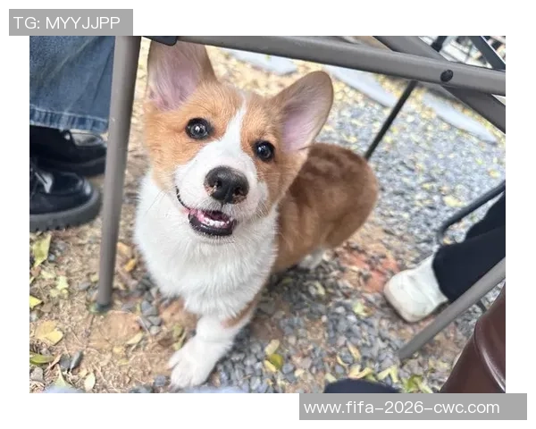 狗狗与足球的快乐时光可爱瞬间尽在这组精彩图片中